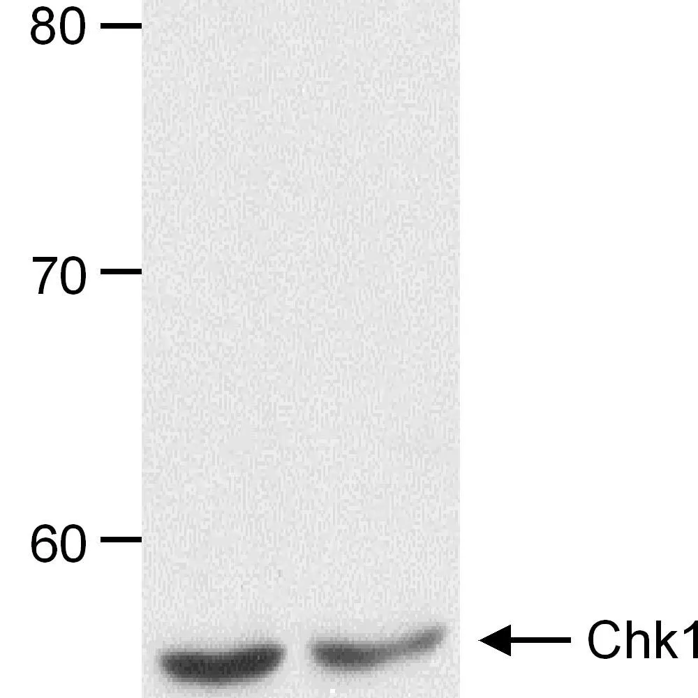 Goat anti-Chk1 Antibody, Affinity Purified