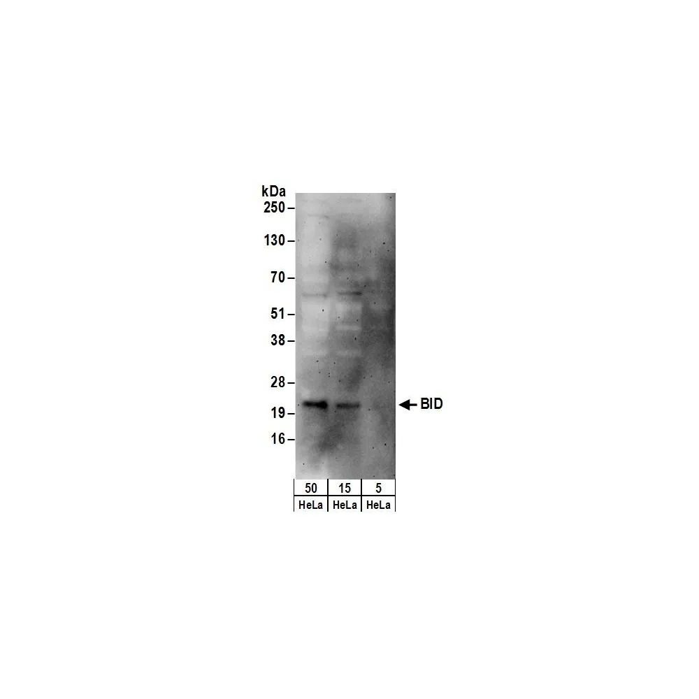 Rabbit anti-BID Antibody, Affinity Purified