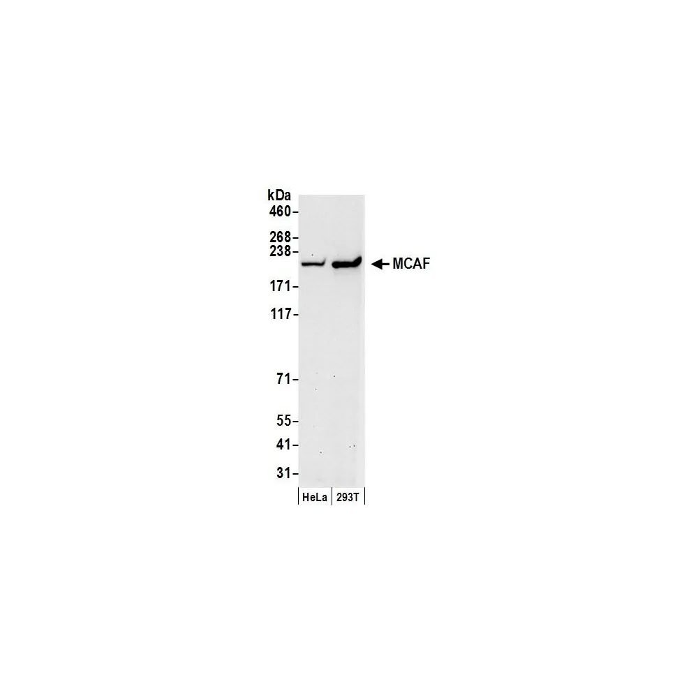 Rabbit anti-MCAF Antibody, Affinity Purified