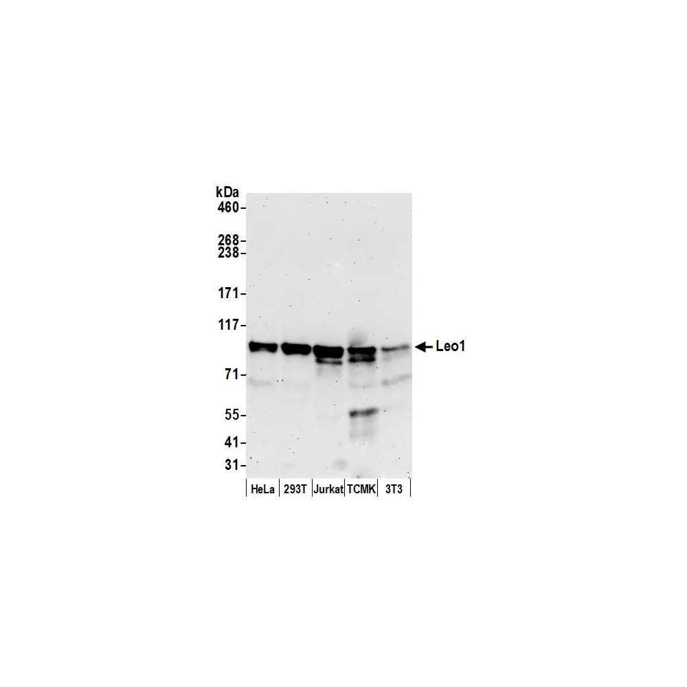 Rabbit anti-Leo1 Antibody, Affinity Purified