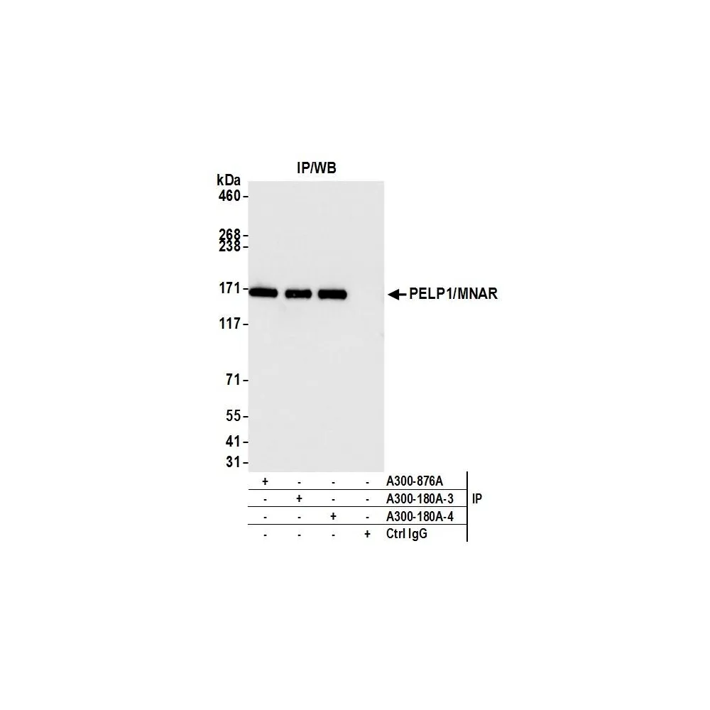 Rabbit anti-PELP1/MNAR Antibody, Affinity Purified