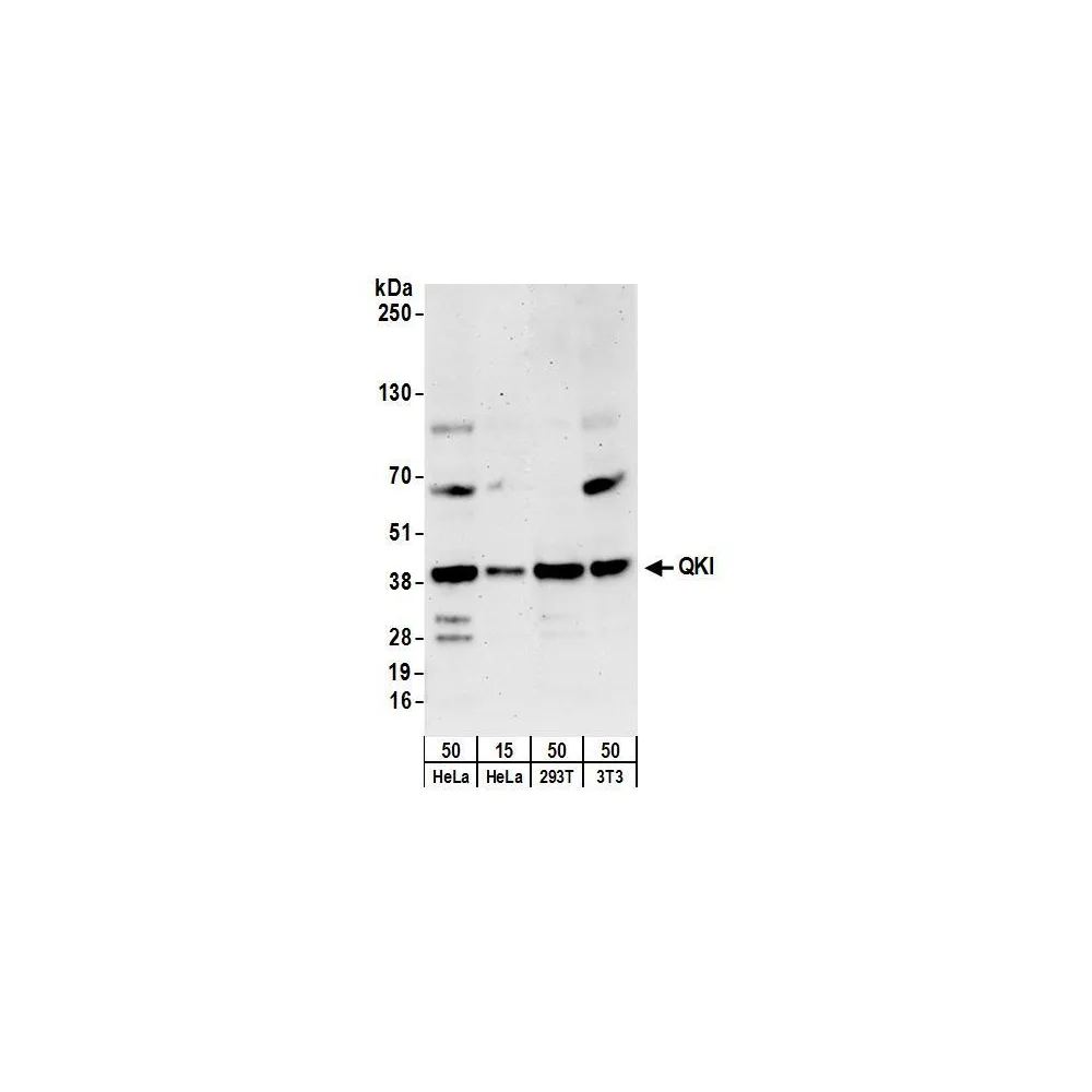 Rabbit anti-QKI Antibody, Affinity Purified