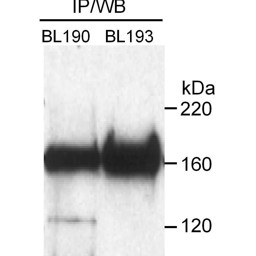Rabbit anti-Rad50 Antibody, Affinity Purified