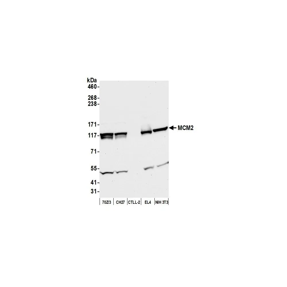 Rabbit anti-MCM2 Antibody, Affinity Purified