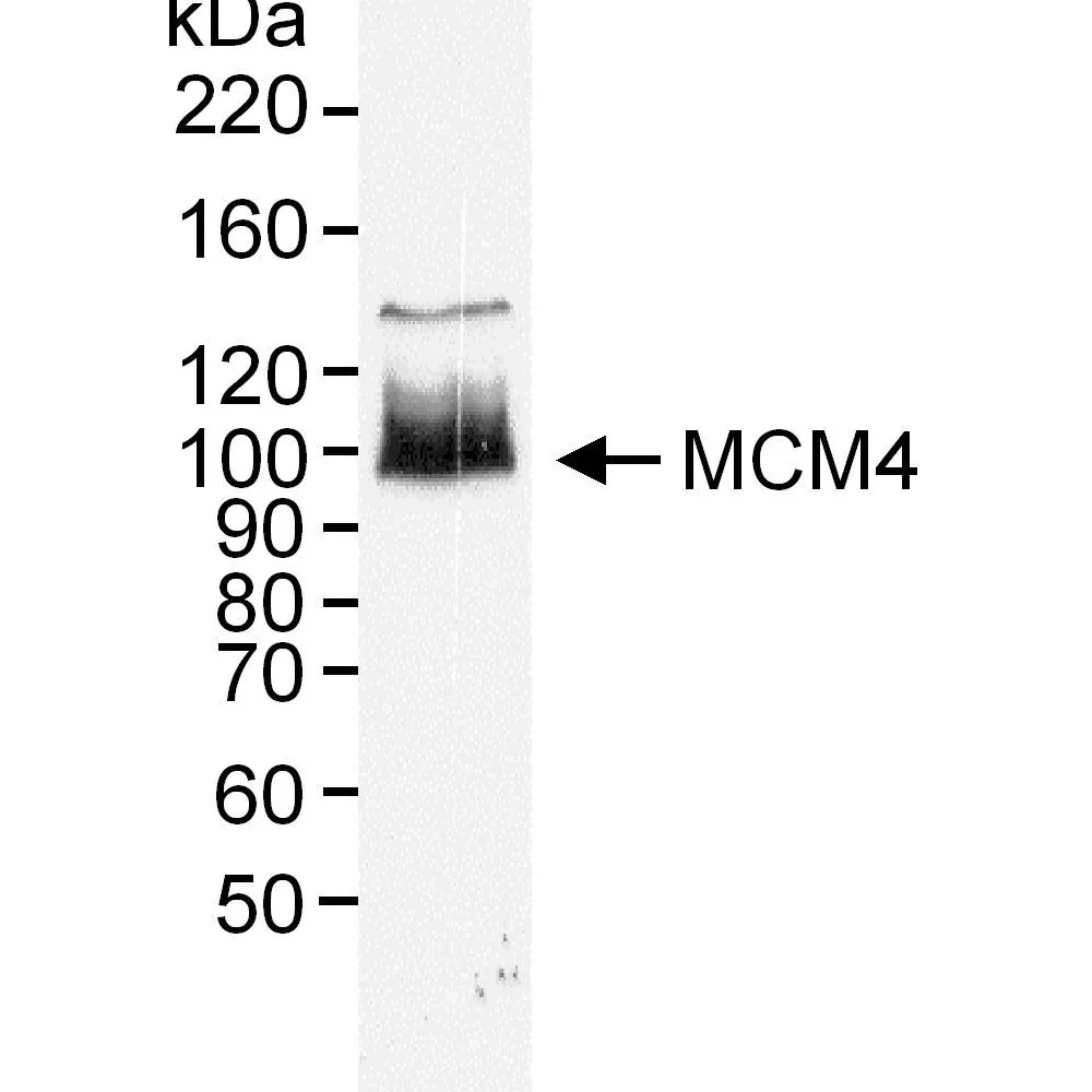 Rabbit anti-MCM4 Antibody, Affinity Purified
