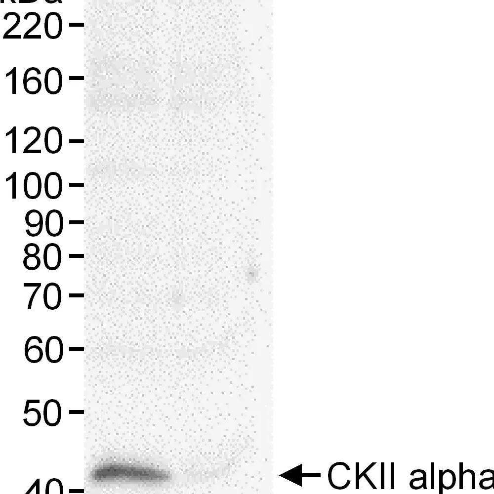 Rabbit anti-CKII alpha Antibody, Affinity Purified