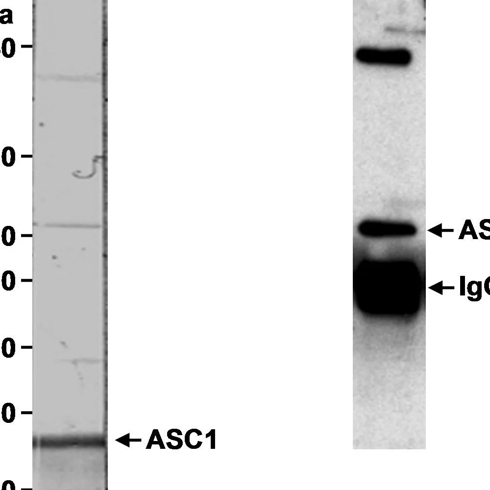 Rabbit anti-TRIP4/ASC-1 Antibody, Affinity Purified