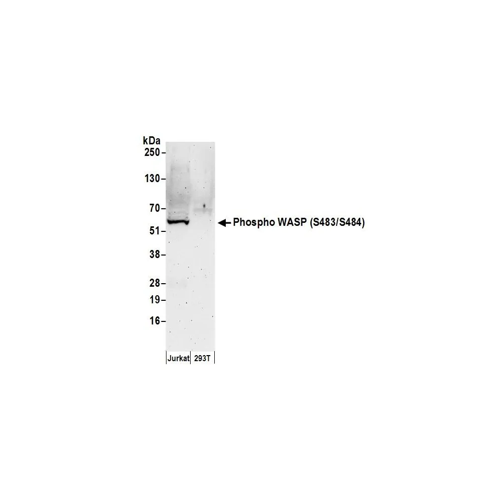 Rabbit anti-Phospho WASP (S483/S484) Antibody, Affinity Purified