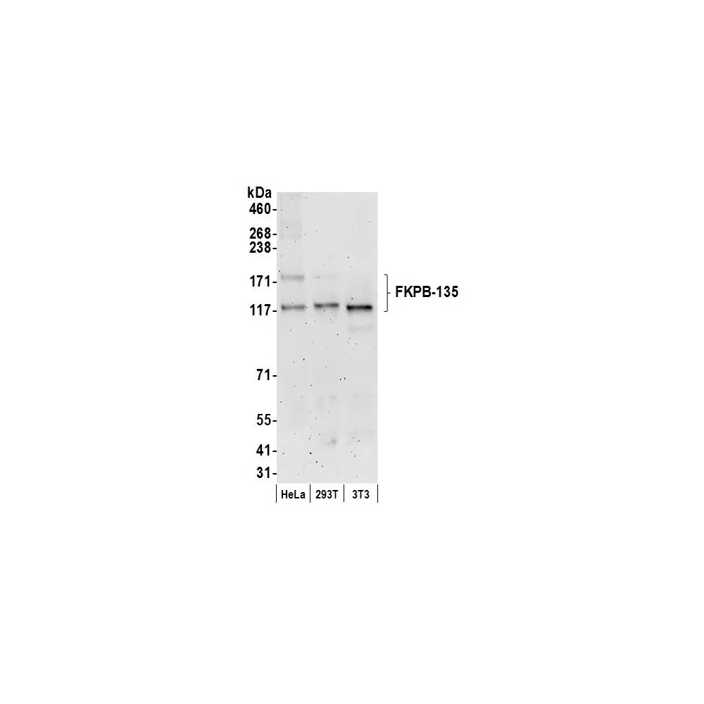 Rabbit anti-FKBP-135 Antibody, Affinity Purified