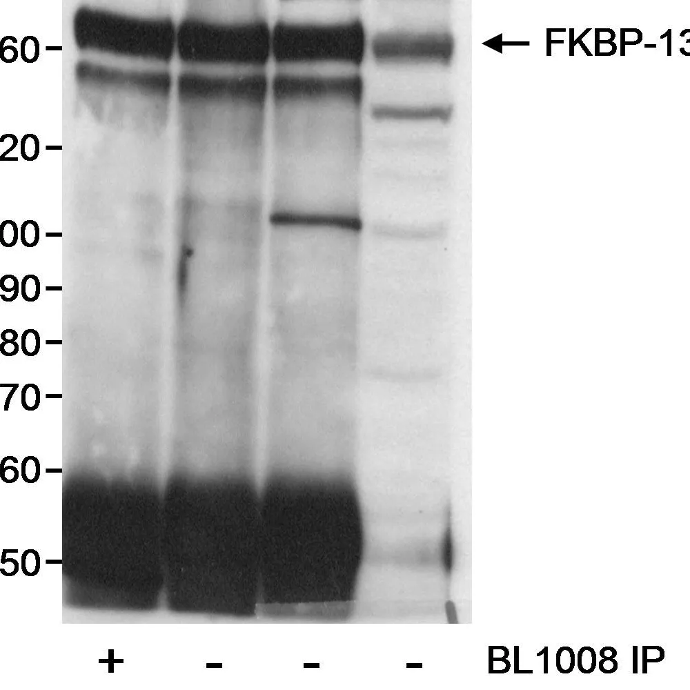 Rabbit anti-FKBP-135 Antibody, Affinity Purified