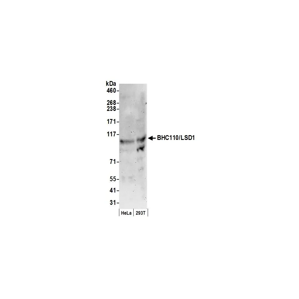 Rabbit anti-BHC110/LSD1 Antibody, Affinity Purified