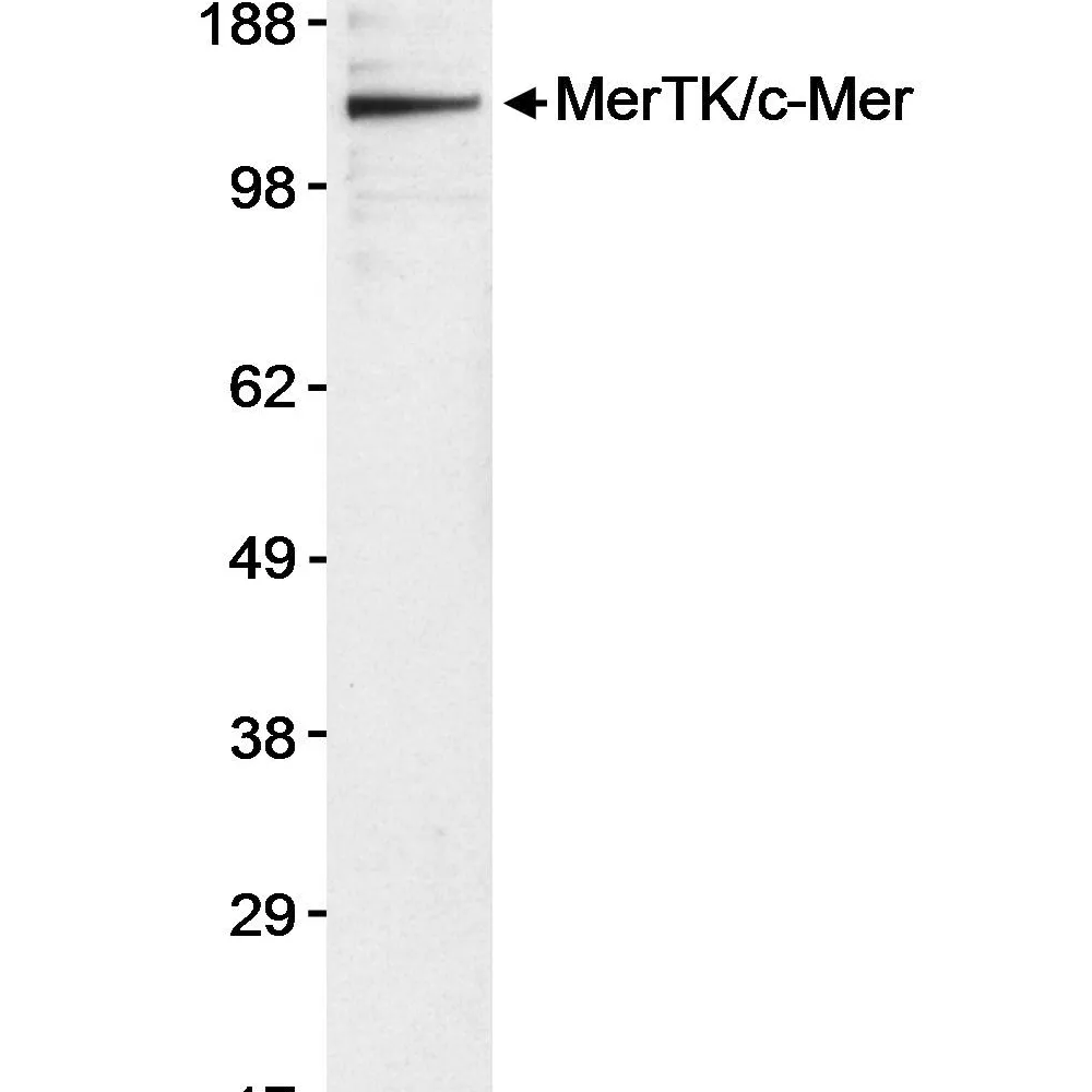 Rabbit anti-MerTK/c-mer Antibody, Affinity Purified