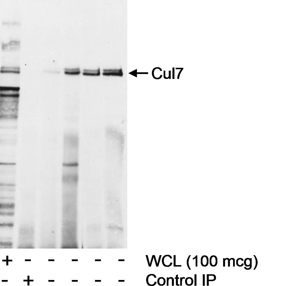 Rabbit anti-Cul7 Antibody, Affinity Purified