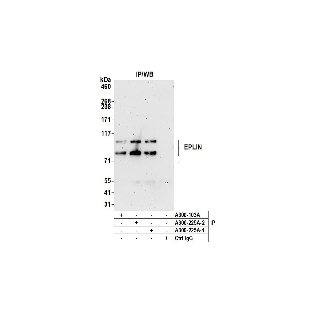 Rabbit anti-EPLIN Antibody, Affinity Purified
