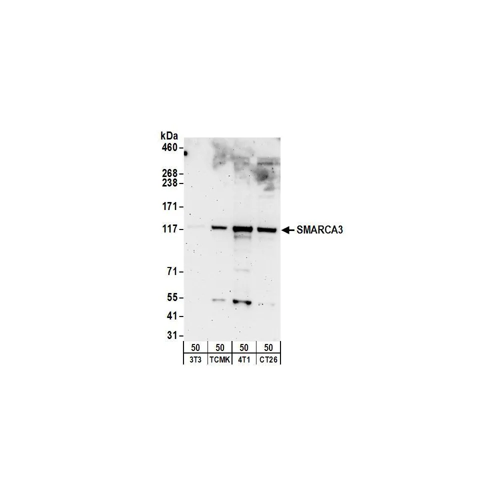 Rabbit anti-SMARCA3 Antibody, Affinity Purified