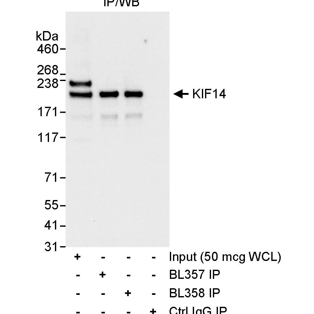 Rabbit anti-KIF14 Antibody, Affinity Purified
