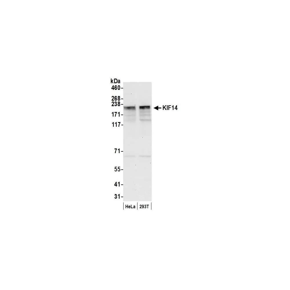 Rabbit anti-KIF14 Antibody, Affinity Purified