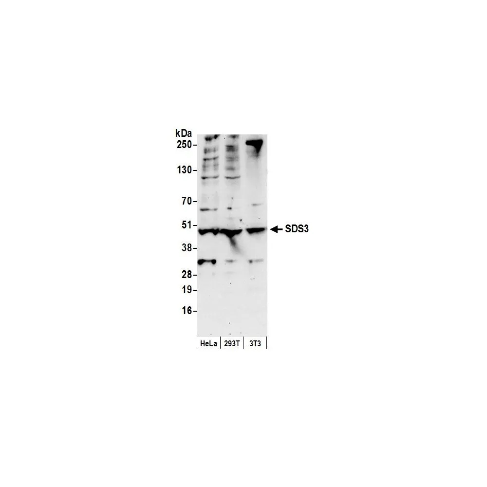 Goat anti-SDS3 Antibody, Affinity Purified