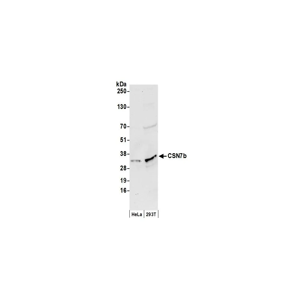 Rabbit anti-CSN7b Antibody, Affinity Purified
