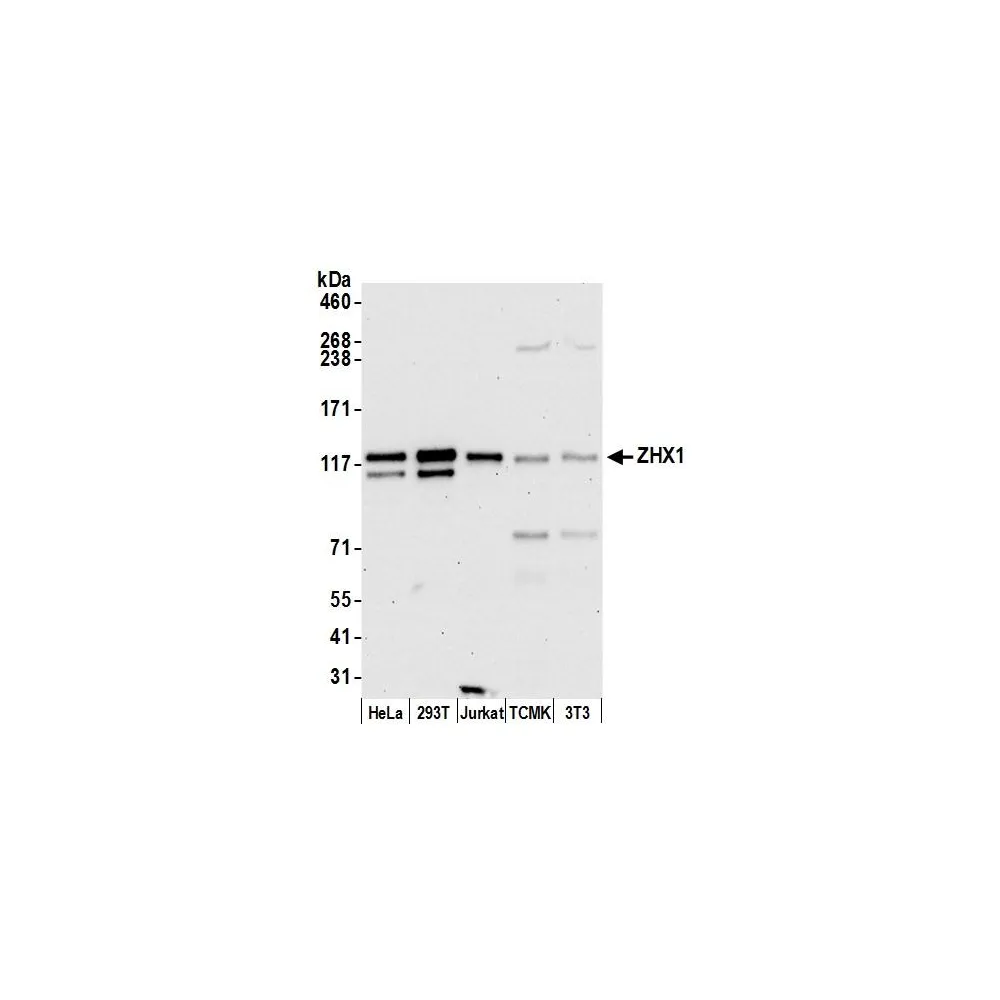 Rabbit anti-ZHX1 Antibody, Affinity Purified