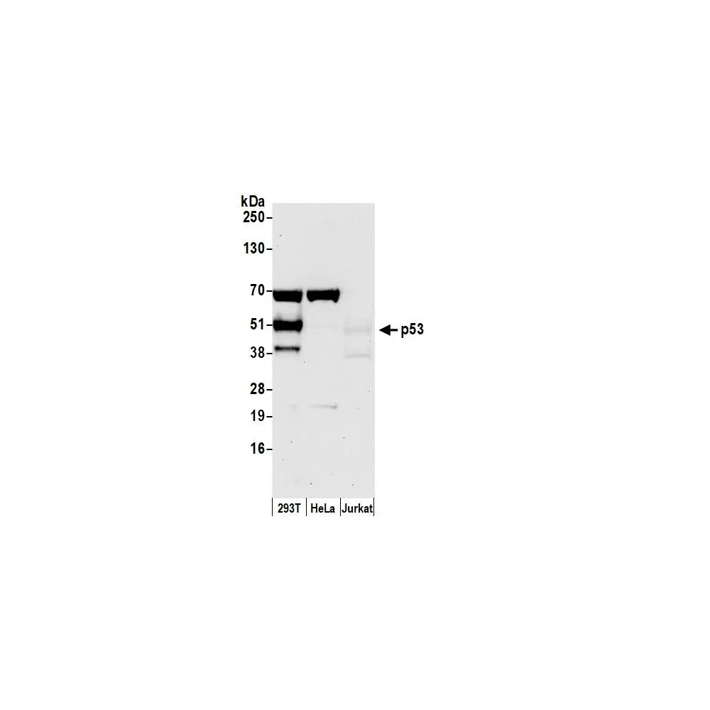 Rabbit anti-p53 Antibody, Affinity Purified