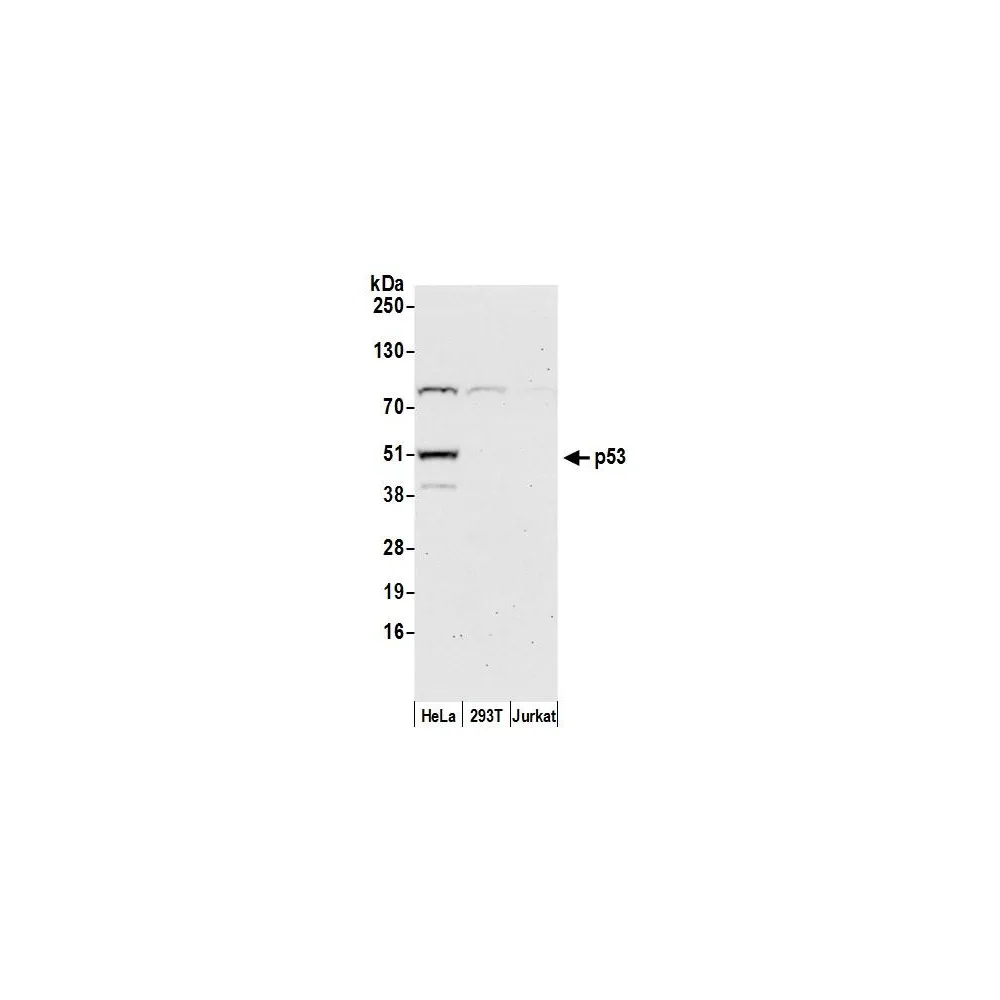 Rabbit anti-p53 Antibody, Affinity Purified