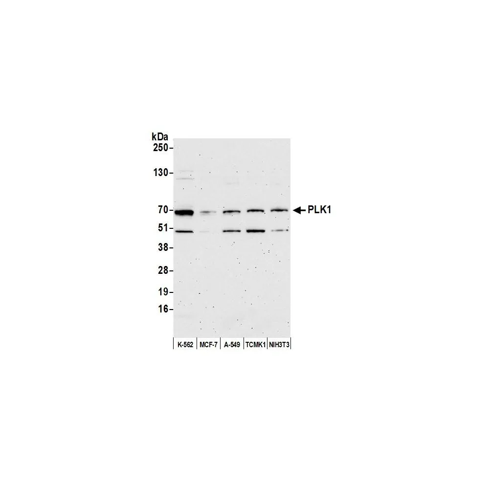 Rabbit anti-PLK1 Antibody, Affinity Purified