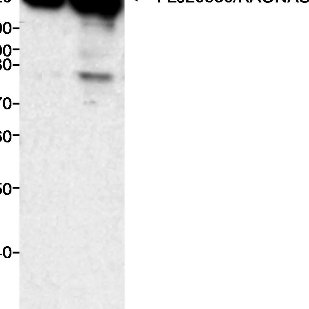 Rabbit anti-FLJ20530/KAONASHI1 Antibody, Affinity Purified