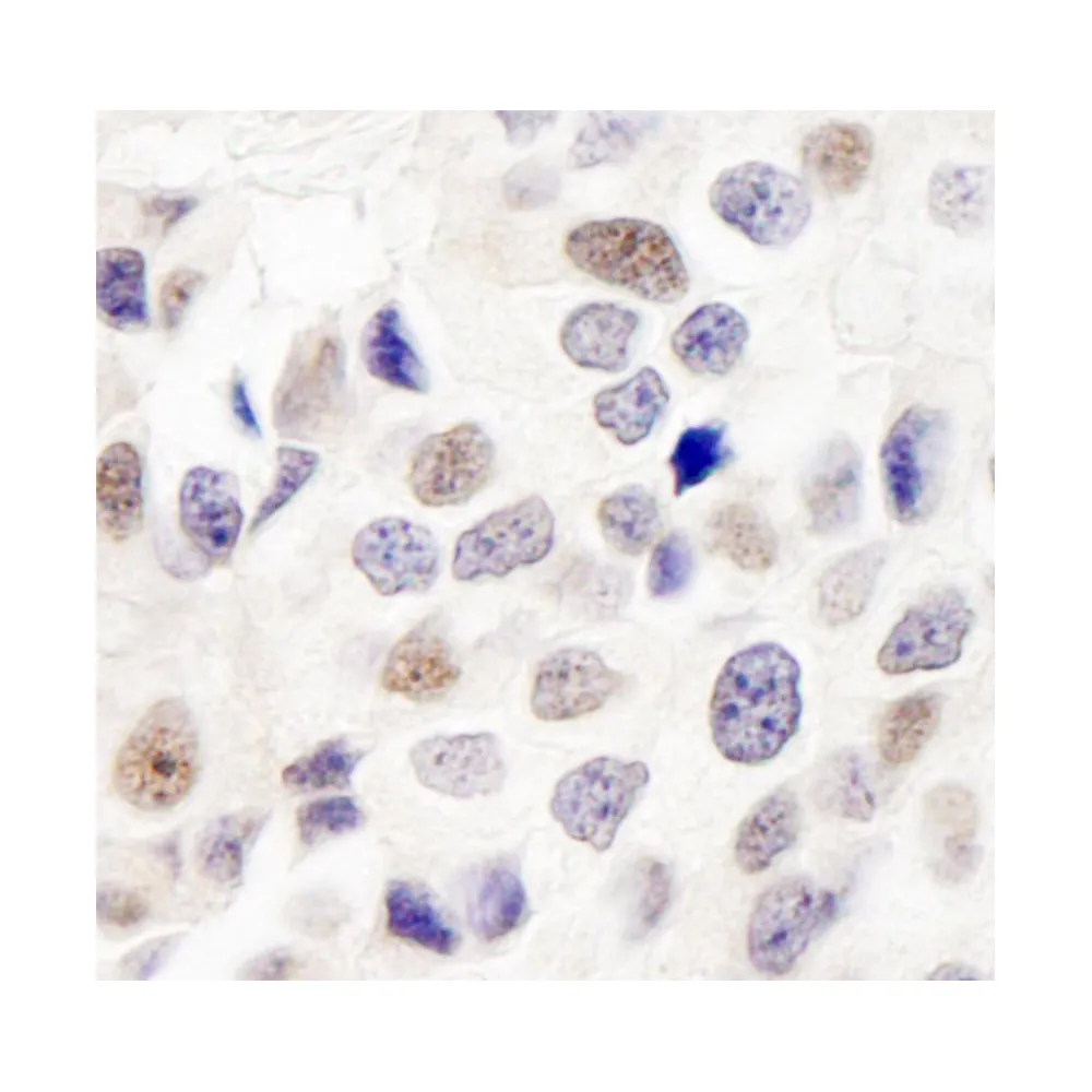 Rabbit anti-INT7 Antibody, Affinity Purified