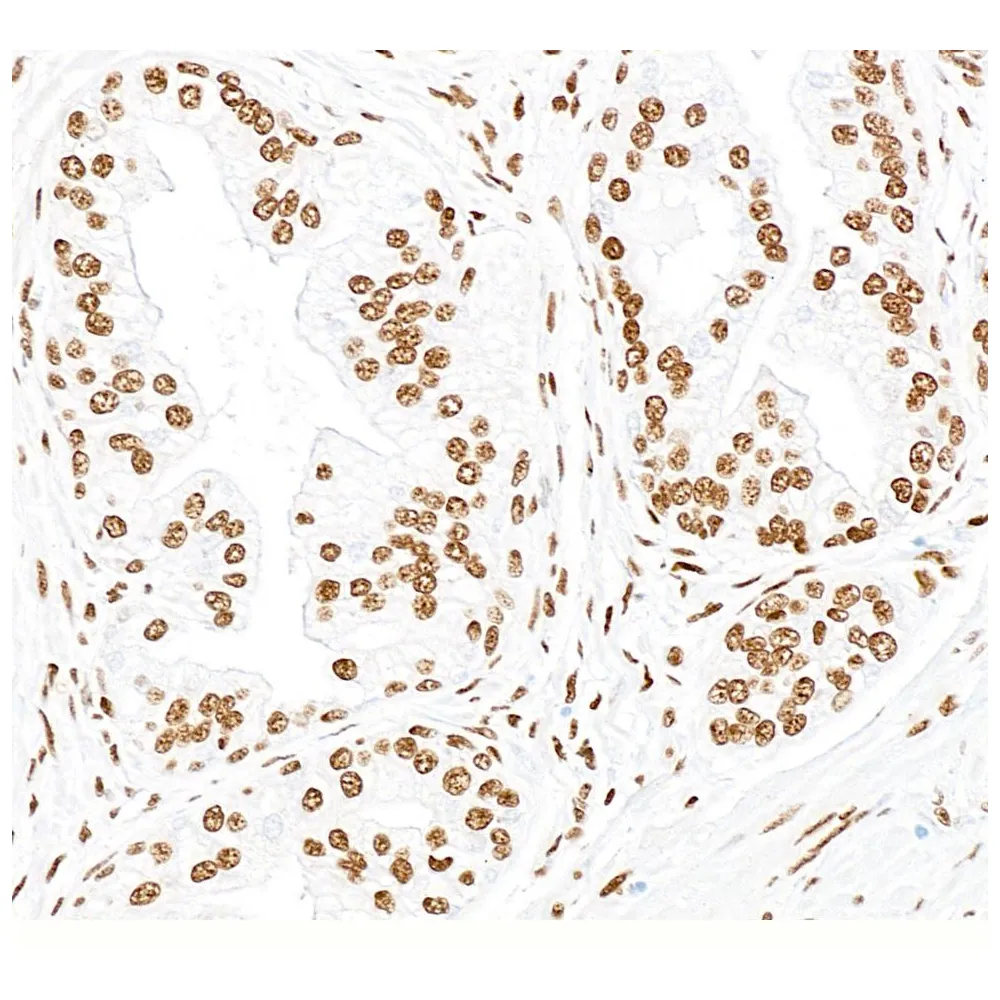 Rabbit anti-53BP1 Antibody, Affinity Purified