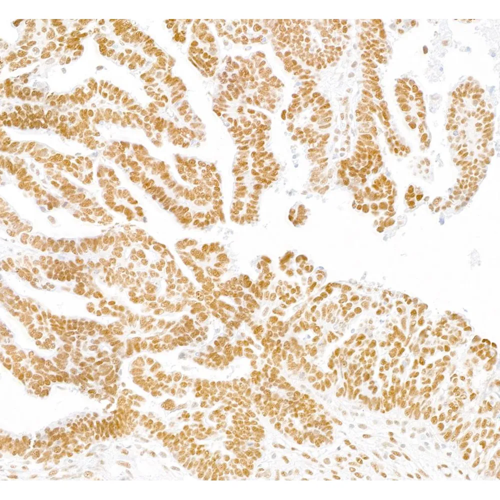 Rabbit anti-KAP-1 Antibody, Affinity Purified