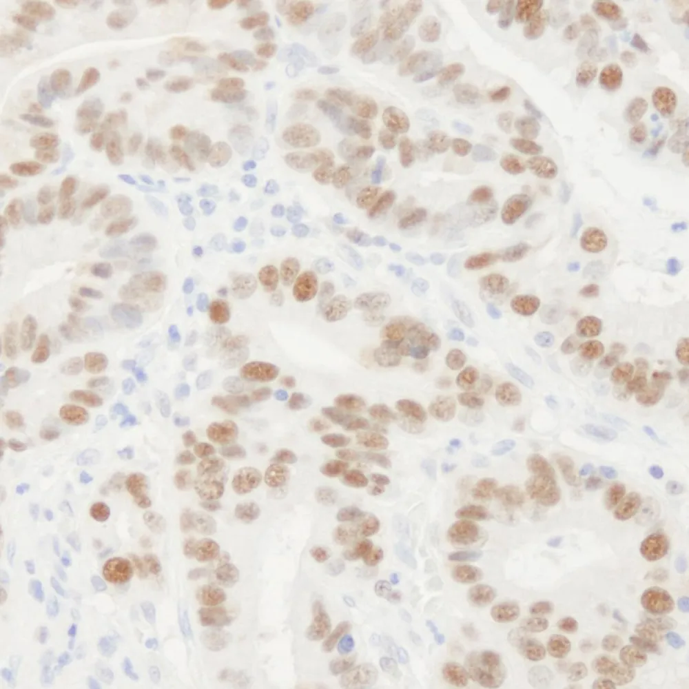 Rabbit anti-PCNA Antibody, Affinity Purified