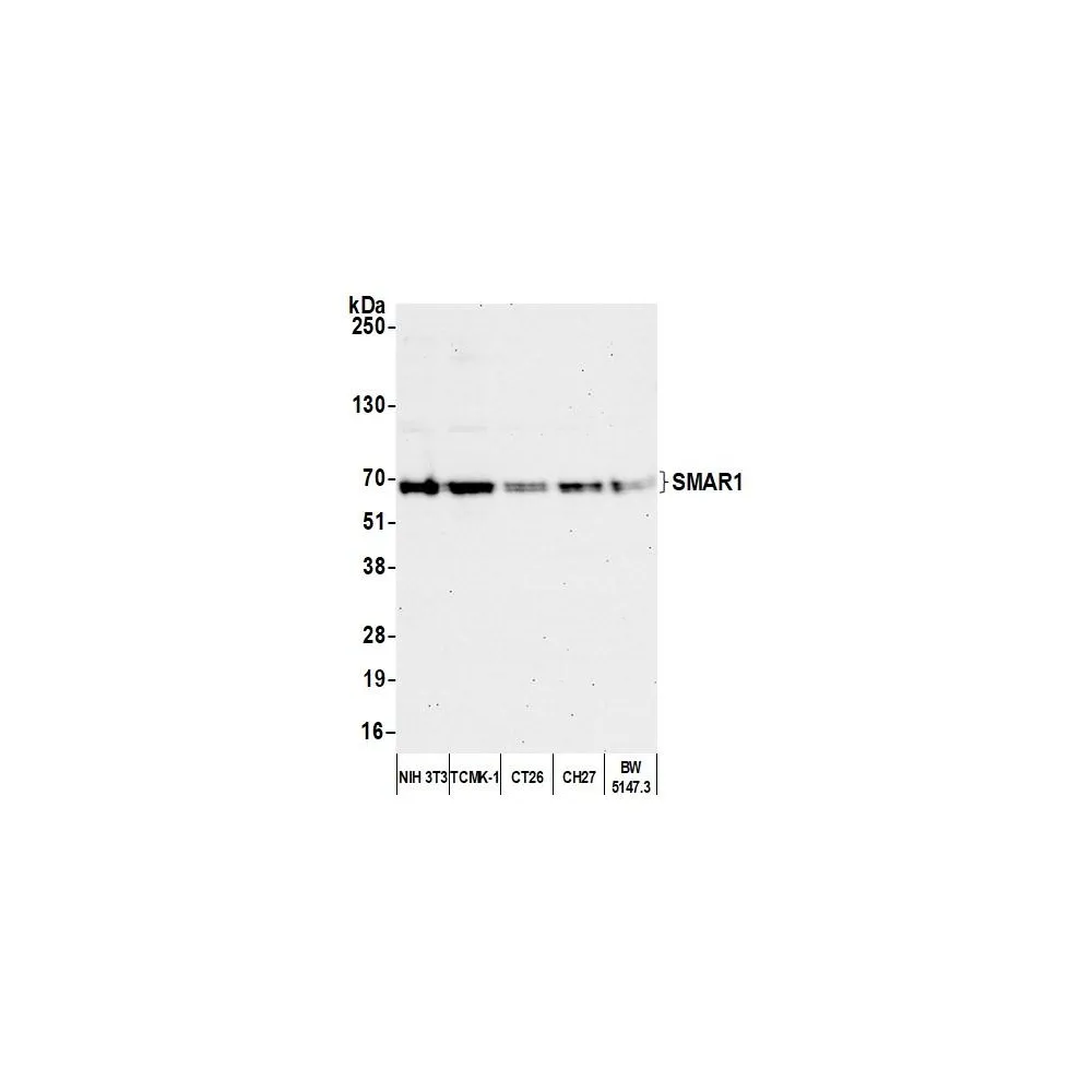 Rabbit anti-SMAR1/BANP Antibody, Affinity Purified
