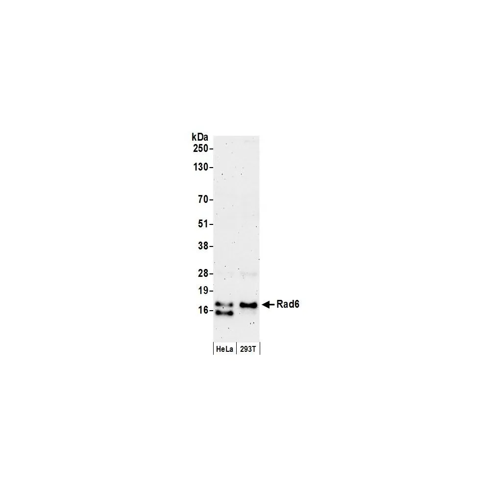 Rabbit anti-Rad6 Antibody, Affinity Purified