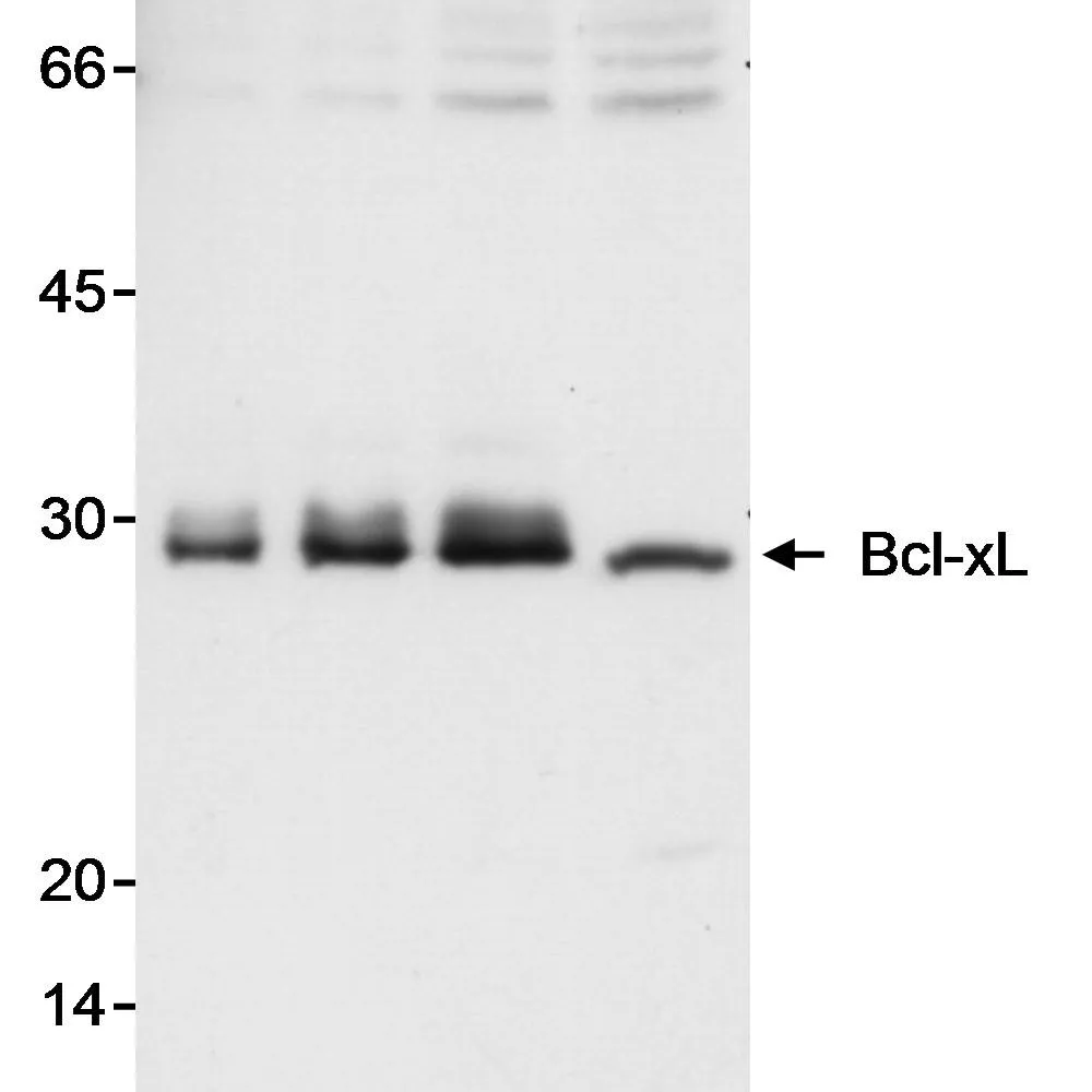 Rabbit anti-Bcl-xL Antibody, Affinity Purified