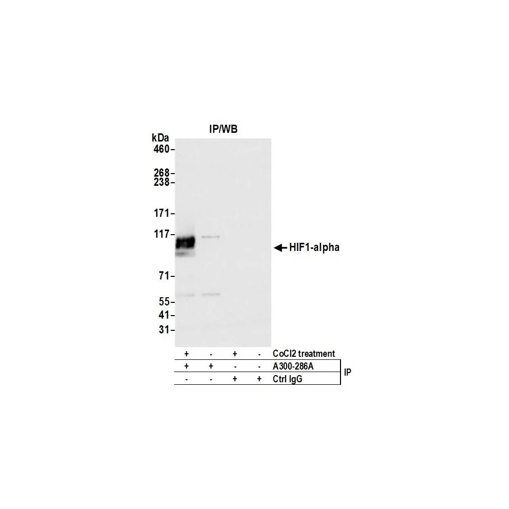 Rabbit anti-HIF1-alpha Antibody, Affinity Purified