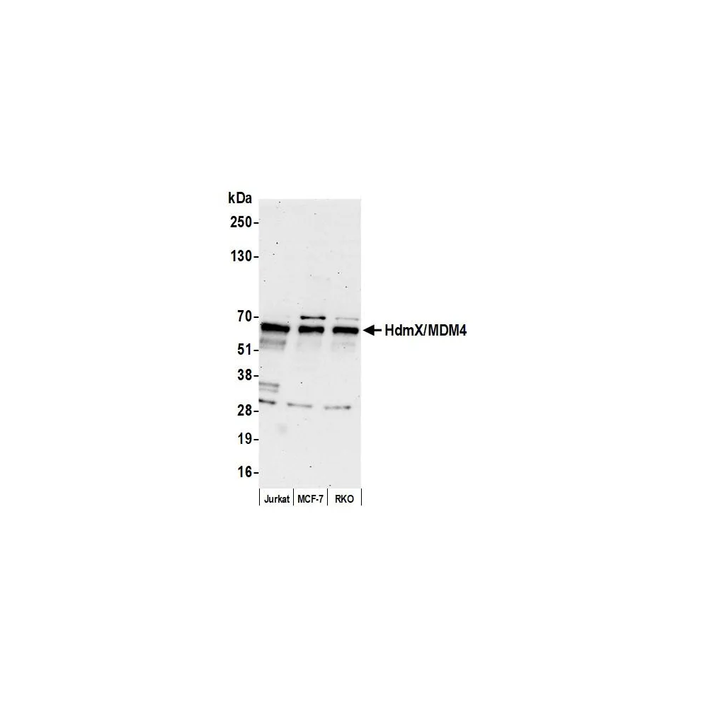 Rabbit anti-HdmX/MDM4 Antibody, Affinity Purified