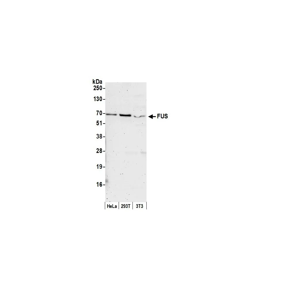Rabbit anti-FUS Antibody, Affinity Purified