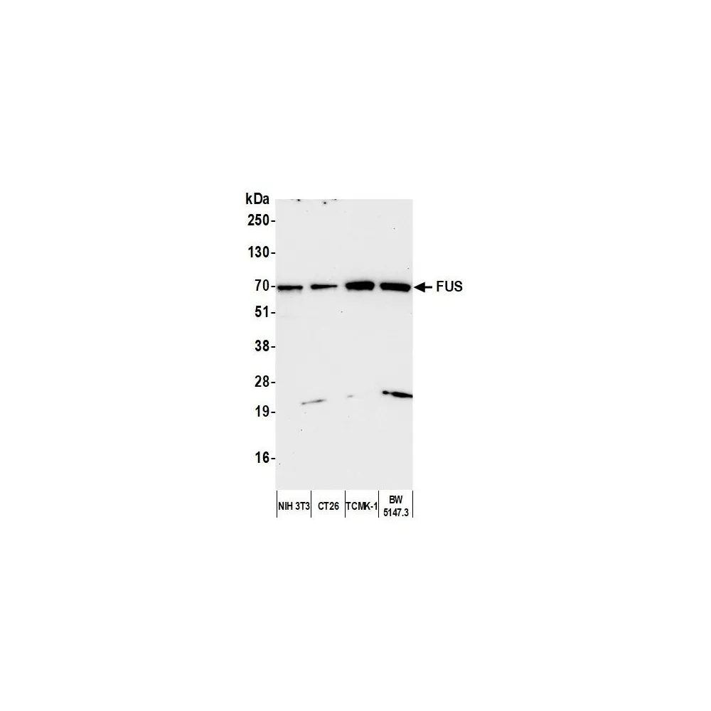 Rabbit anti-FUS Antibody, Affinity Purified