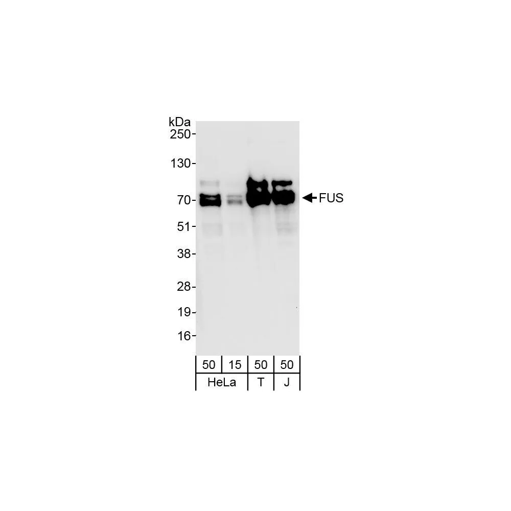 Rabbit anti-FUS Antibody, Affinity Purified