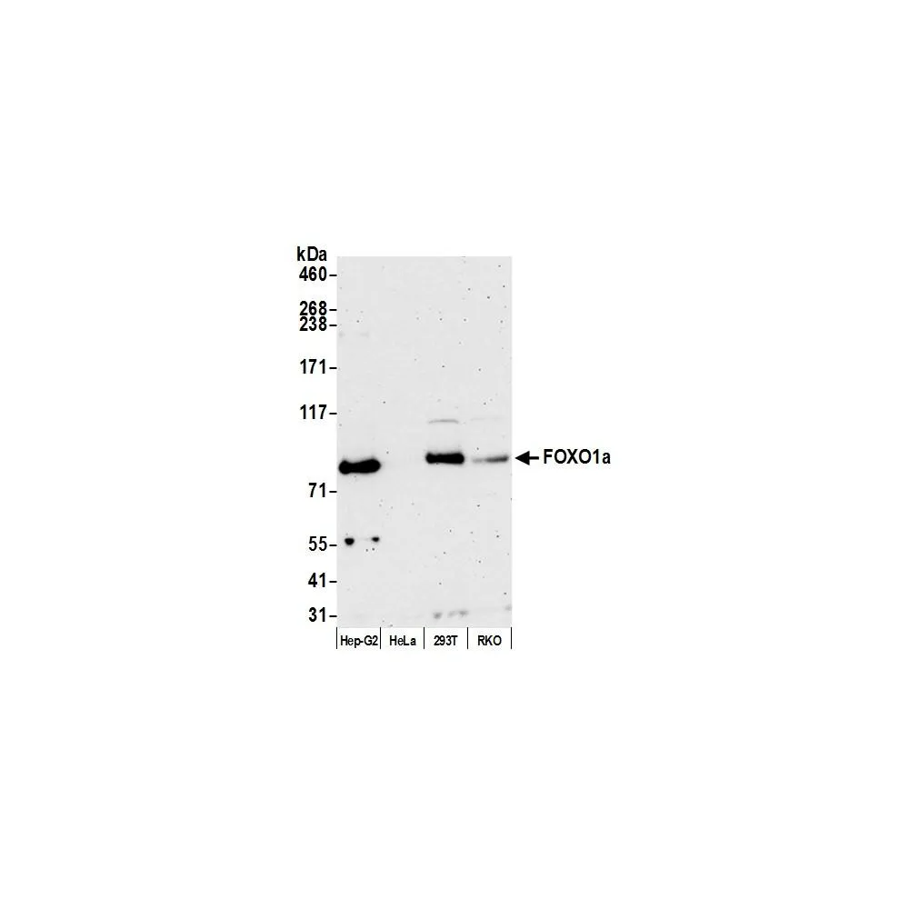 Rabbit anti-FOXO1a Antibody, Affinity Purified