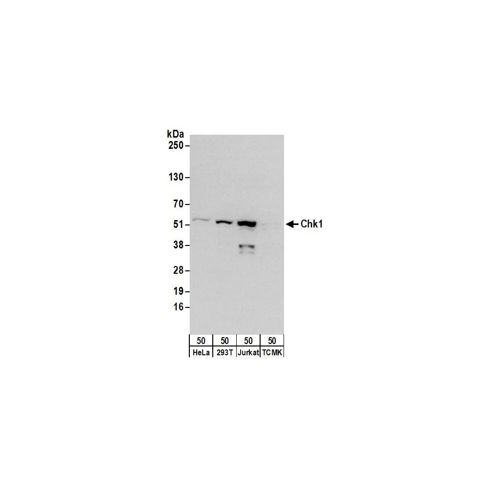 Rabbit anti-Chk1 Antibody, Affinity Purified