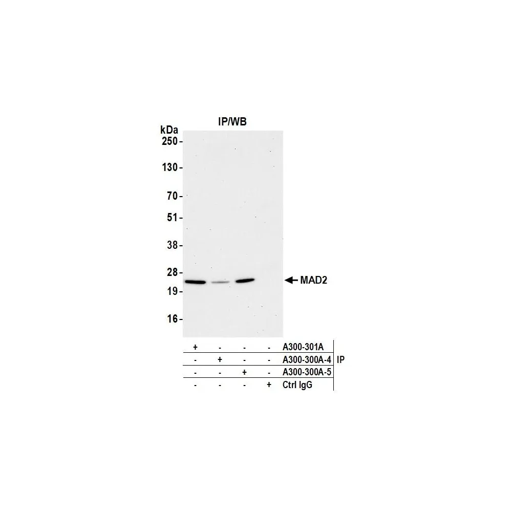 Rabbit anti-MAD2 Antibody, Affinity Purified