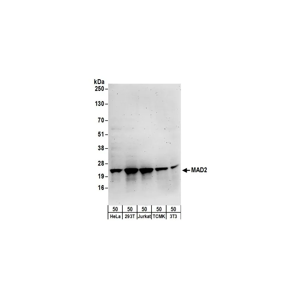 Rabbit anti-MAD2 Antibody, Affinity Purified