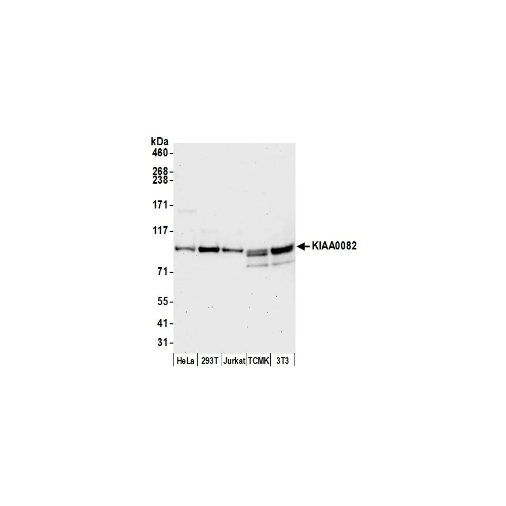 Rabbit anti-KIAA0082 Antibody, Affinity Purified