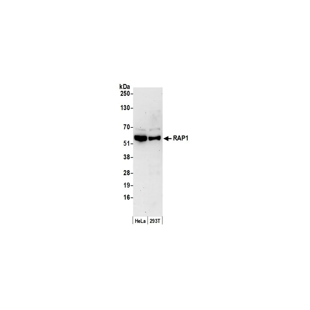 Rabbit anti-RAP1 Antibody, Affinity Purified