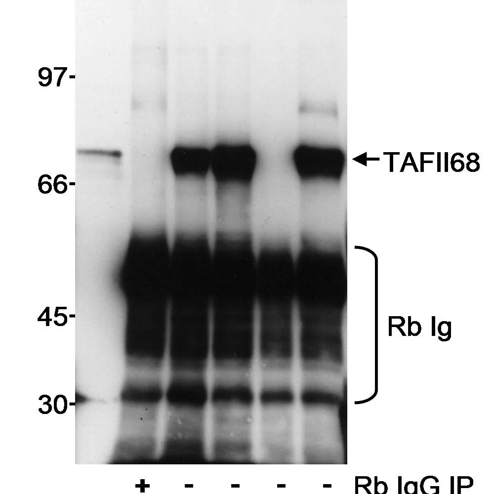 Rabbit anti-TAFII68 Antibody, Affinity Purified
