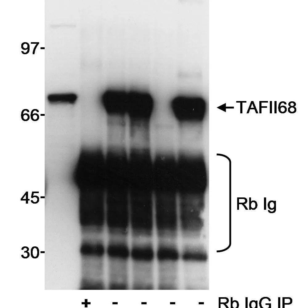Rabbit anti-TAFII68 Antibody, Affinity Purified