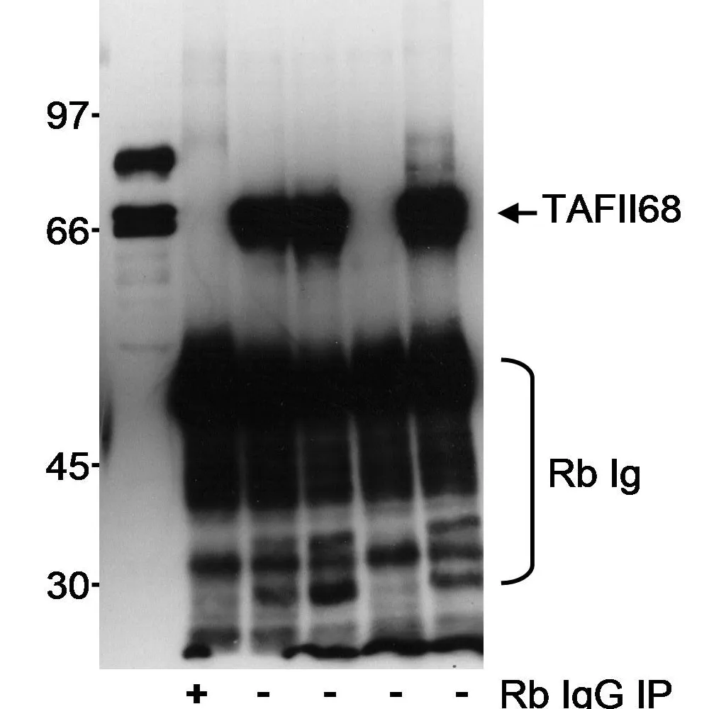 Rabbit anti-TAFII68 Antibody, Affinity Purified