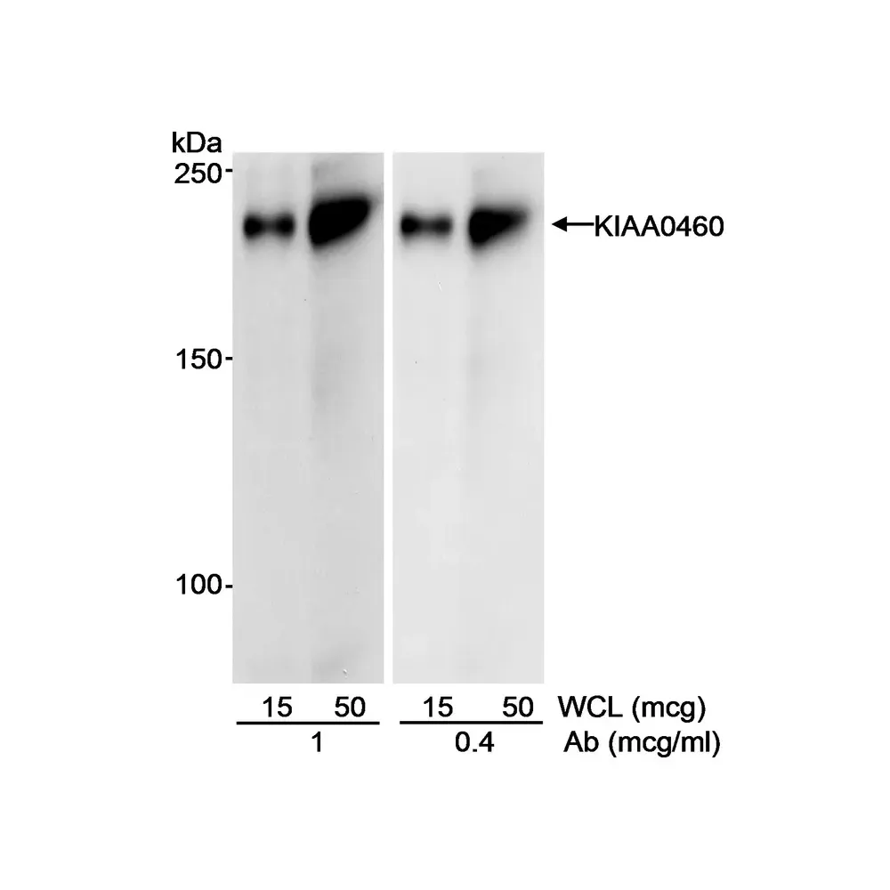 Goat anti-KIAA0460 Antibody, Affinity Purified